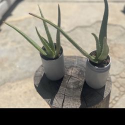 Aloe Vera Planters 