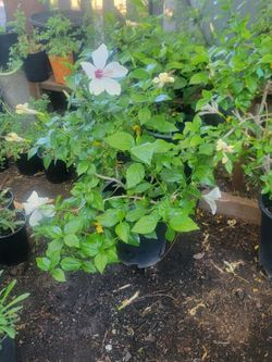 White hibiscus 🌺 plants