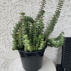 1.5 Gallon Pot Succulent Plant - Crassula Perforata  - String of Buttons - Rooted & Established Plant - Drought Resistant - 🪴