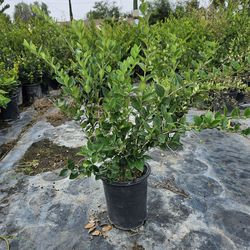 Ligustrum texanum