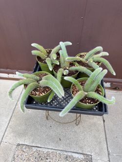 6” xl monkey tail cactus