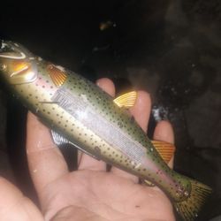 Vintage Gibson Trout Lighter And O'Neill Wader Shoes 