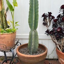 Cactus  In Pot