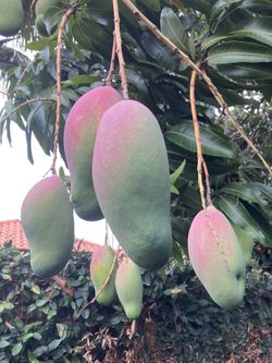Mango Tree