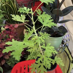 Citronella Mosquito Repellent Plant