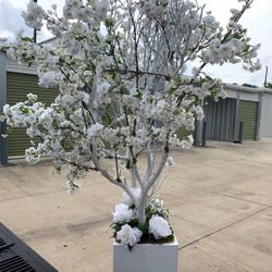 Manzanita Trees - For Special Events
