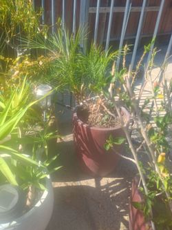 Plants f Days