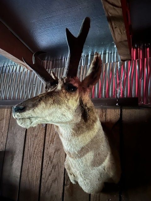 Taxidermy Antelope