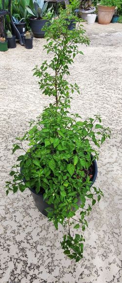 Chile piquin and aster plants.Prices in the pictures.
