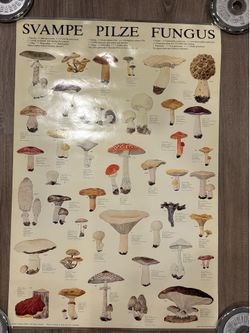 Vintage Educational Poster Svampe Pilze Fungus Illustrations of Botanical Mushroom