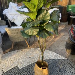 Indoor Plants