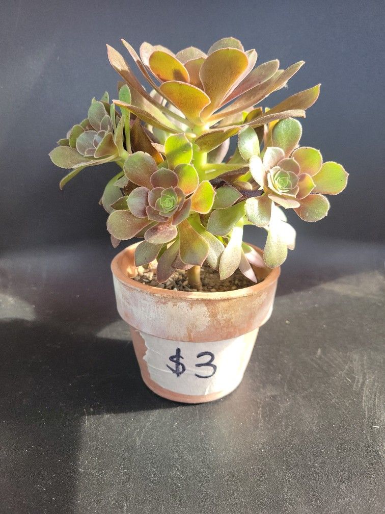 Plant For Sale...well Rooted