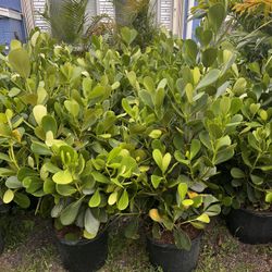 CLUSIA PLANT (makes cool hedging for walk or drive way also garden border) Full 3ft  Above Ground 