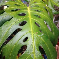 Large Monstera Plant Cutting (pls Read Description Below)