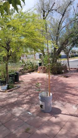 Mesquite 10ft