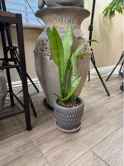 Live Moonshine Snake Plant with Ceramic Pot (Please read full description)