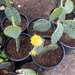 Cactus Plants 