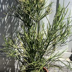 Palitos De Fuego 🔥. 