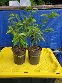 Portugese Laurel 1Gal. Pot