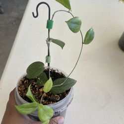 Hoya Plant 