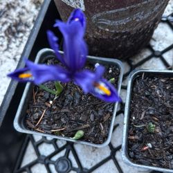 Plants start for sale