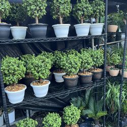 Bonsai Jade In 8” Pot. SPECIAL PRICE 🤩
