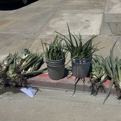 Free Aloe
