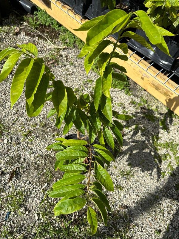 Red Annona Cherimoya Tree (Chirimoya Roja)