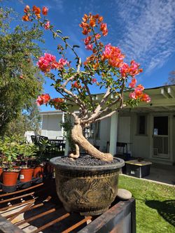 $255 Old Bougainvillea bonsai 🌿 Orange color