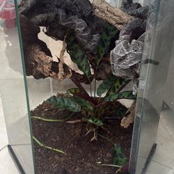 Bioactive Reptile Enclosure 