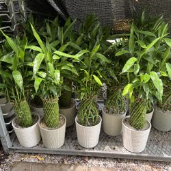 Lucky Bamboo In Ceramic Pot. SPECIAL PRICE 🤩