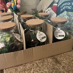plants