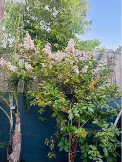 Crepe Myrtle tree 🌲