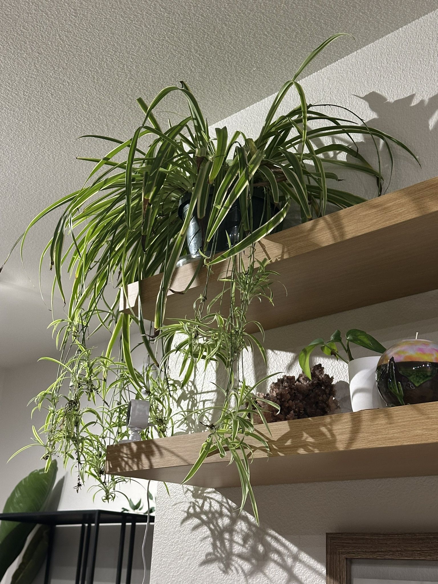 Spider Plant