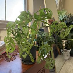 Swiss Cheese Monstera Plant 🪴 