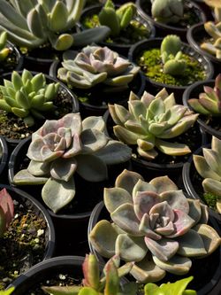 Succulents Plants 4”pot