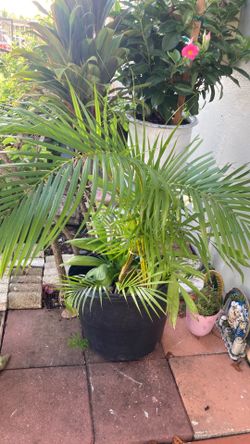 Plant