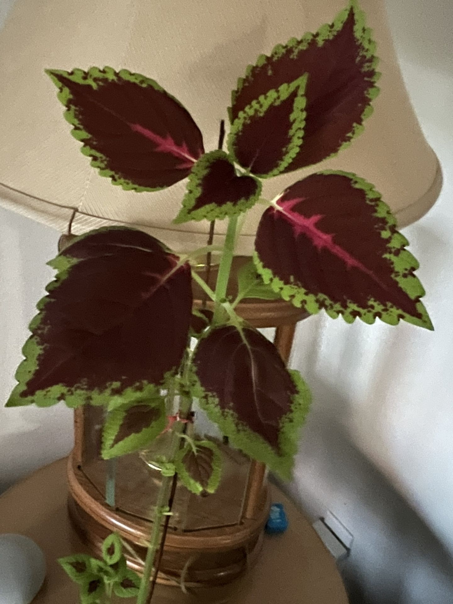 Indoor Plants 🪴