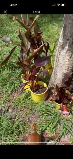 Red Canna Lily Plants in Yellow Pots