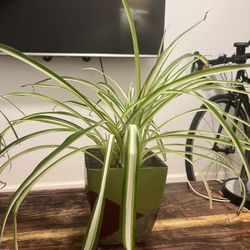 Healthy Spider Plant With Designed Pot 