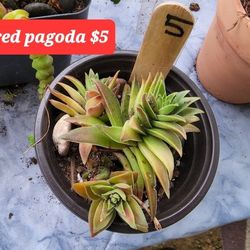 SUCCULENTS AND PLANTS PLEASE CONTACT ME FOR APPT HERE IN SAN LORENZO