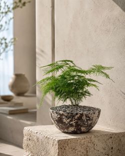 Asparagus Fern (Planter Included) #BB2 (Local LA Seller)