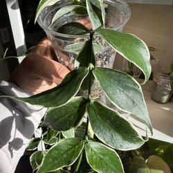 Hoya Polyneura Albo Full Plant 