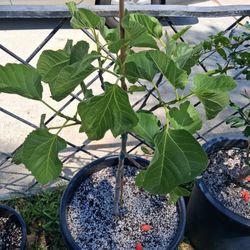 Fig Tree