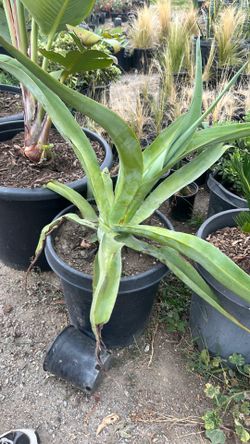 Octopus Agave