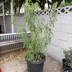 Healthy Chilean mesquite 15 gallon
