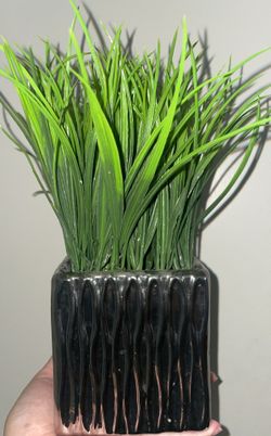 Decorative Plant