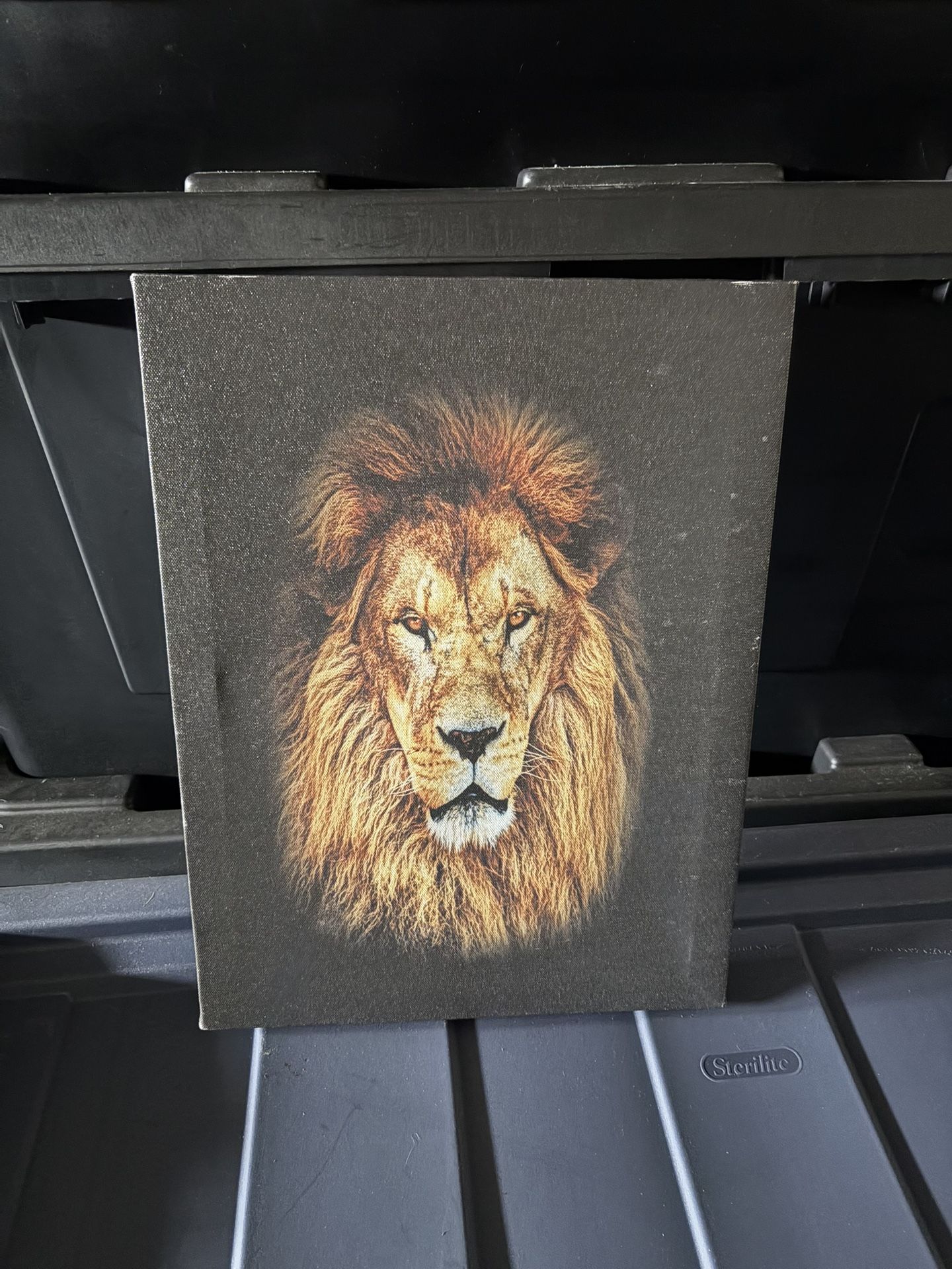 Lion Painting