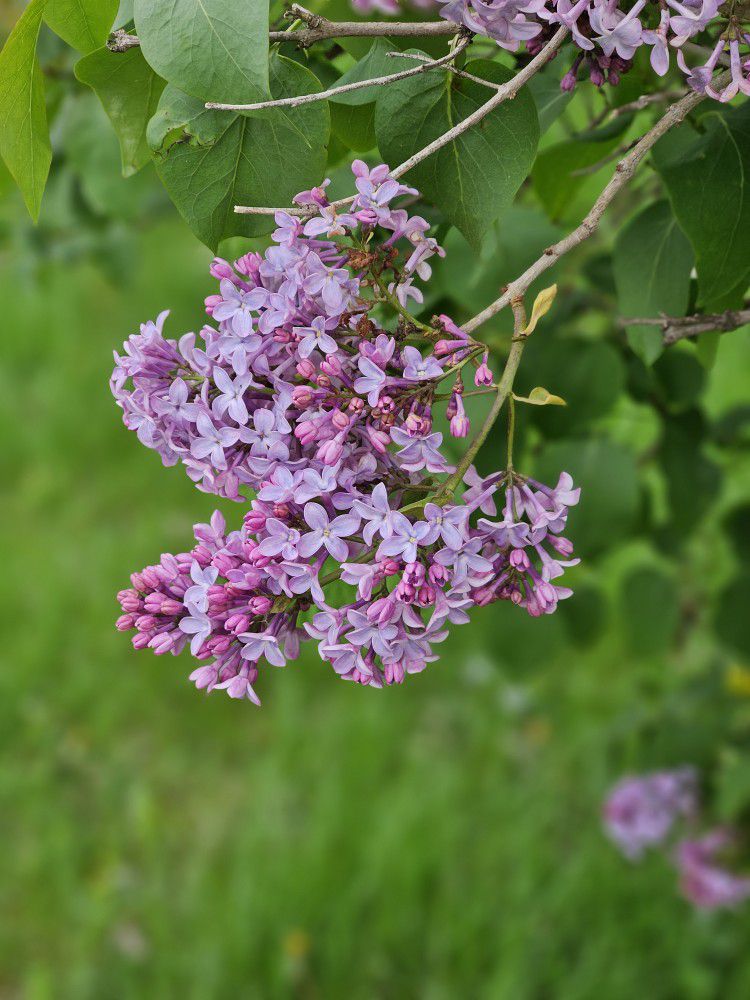 Lilac Saplings