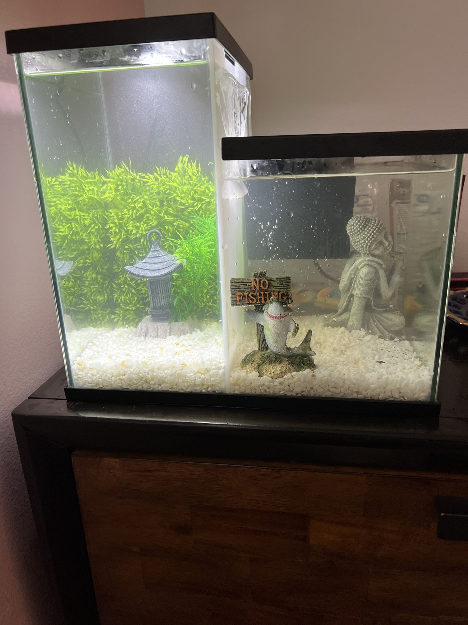 Tank, Decor and Fishes